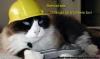 Brencat!