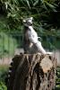 Ring Tailed Lemur