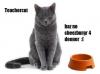 Teachercat