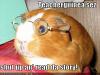 Teacherguinea sez...
