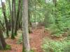 NorthwoodsMan's picture