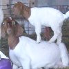Capriox's picture
