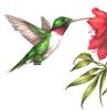 Amiable Hummingbird's picture