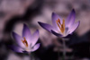 Ethan Emrys's picture