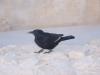 packrat's picture